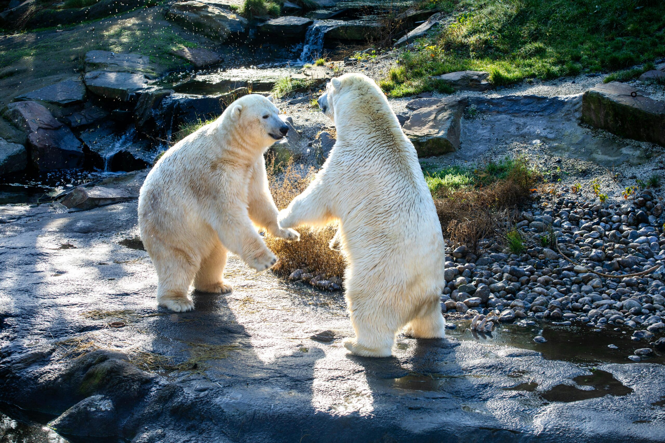 Playful Polar Bears in Natural Habitat