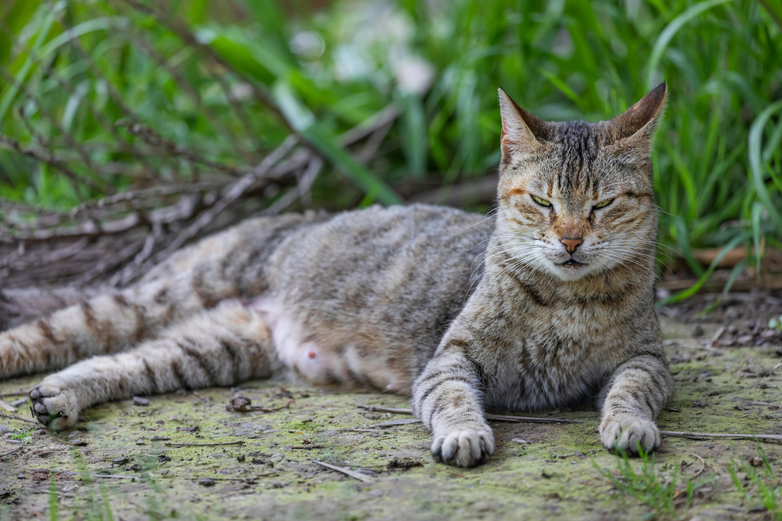 Photograph of a Tabby Cat Lying on the Ground